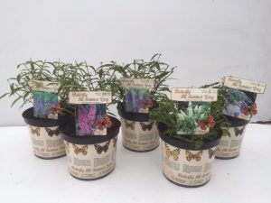 voorjaars-voorbeeld-5-planten